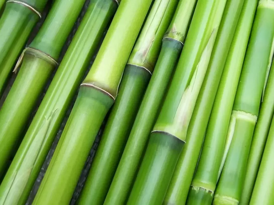 uğurlar-bambuk üçün muska